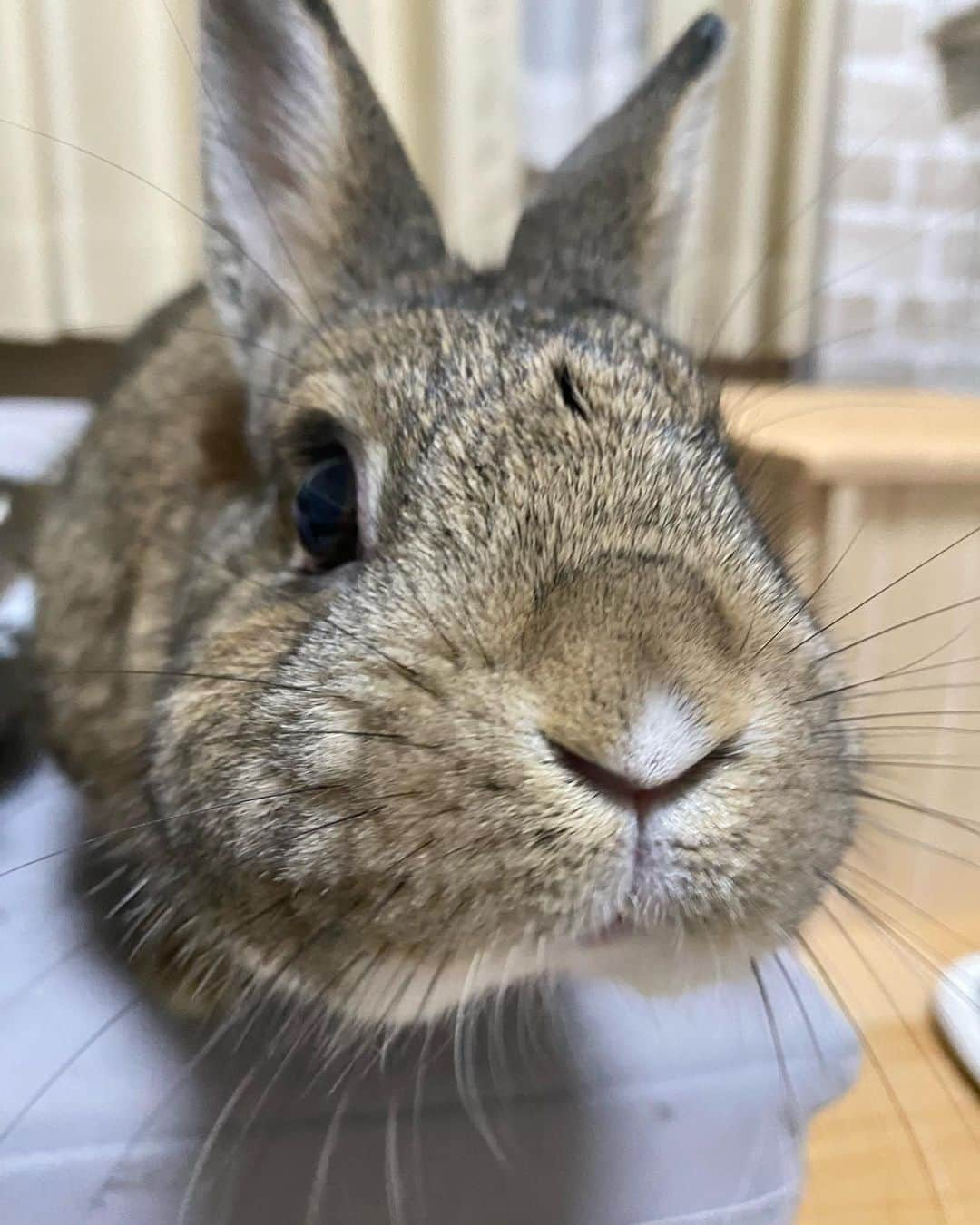 ラン?さんのインスタグラム写真 - (ラン?Instagram)「土アップ(っ ॑꒳ ॑c)ﾇﾝ❤ ☆ #どあっぷ #土あっぷ  #うさぎのコナン #うさぎ #うさぎのいる暮らし #rabbit #ネザーランドドワーフ #ふわもこ部 #もふもふ部 #netherlanddwarf #kawaii #かわいい #うさぎ部  2023.08.26」8月26日 13時36分 - mofumofuusako