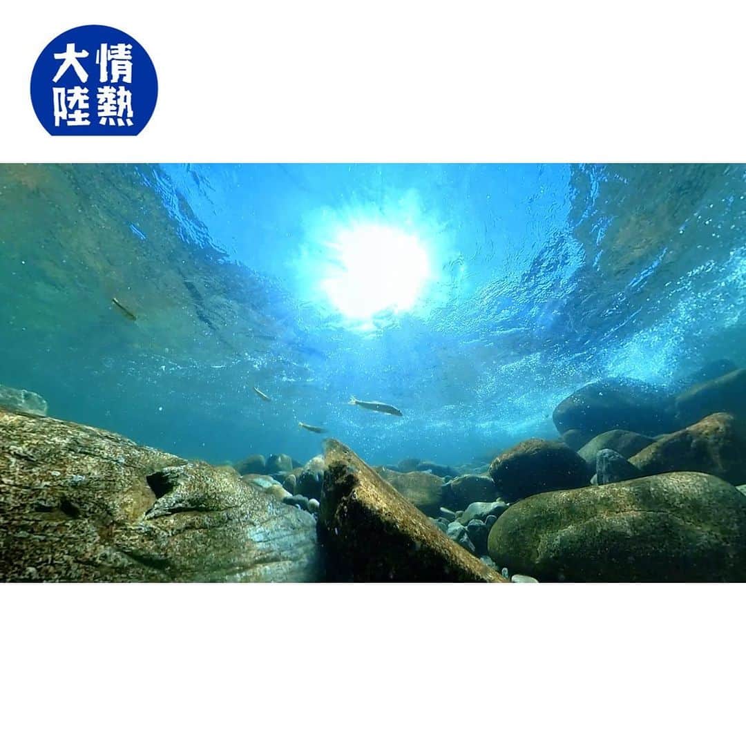 TBS「情熱大陸」さんのインスタグラム写真 - (TBS「情熱大陸」Instagram)「🔵 このあと 11時から MBS/TBS系　情熱大陸  鮎料理人／山根一朗  「小さい頃からこの店で育ち、 今も鮎の仕事をやっている。 だから鮎のおいしさを知ってもらって、 それで笑顔になってくれれば幸せです」  少し猫背の山根は、はにかみながら語る。   高津川の鮎漁の解禁期間は５月末から９月いっぱい。その間は翌日の仕込みや鮎の買い付けなどがあるため、休みはほぼない。  鮎を愛し、自然と向き合い続ける男のひと夏を見つめる。  ＃情熱大陸 ＃福田雄介 ＃鮎料理人 ＃美加登家」8月27日 22時00分 - jounetsu_tairiku