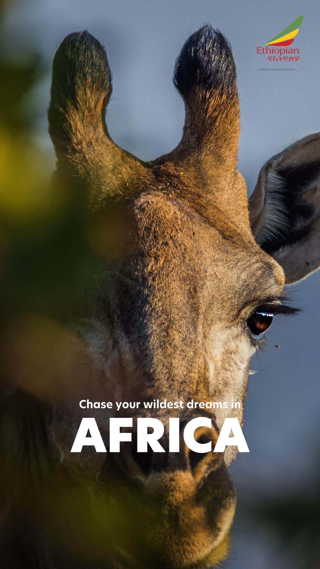 エアアジアのインスタグラム：「Chase your wildest dreams and experience the ultimate African Safari —a bucket list experience for any traveler! 🌍🐘🦅  Now’s your chance to get 15% discount* on Ethiopian Airlines flights booked only on airasia Superapp. Follow us on social for more travel inspos and spark your inner wanderlust ✨  *Promo valid only till 27 Aug 2023.  #airasiasuperapp #ethiopianairlines #anyairlines #exploretheworld」