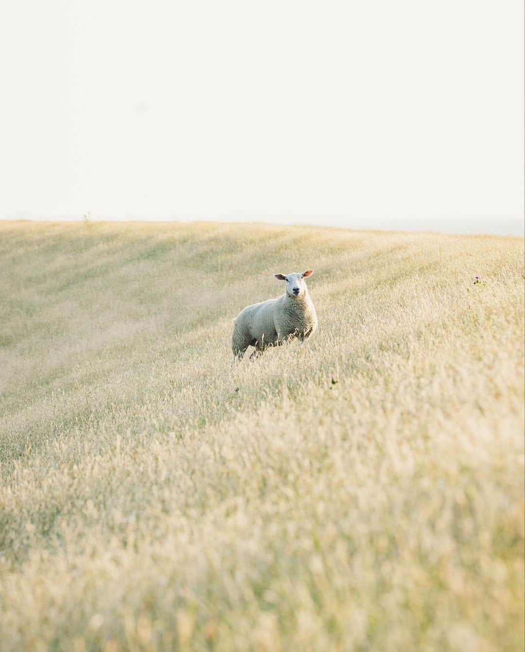 のインスタグラム：「What more could a 🐑 ask for?」