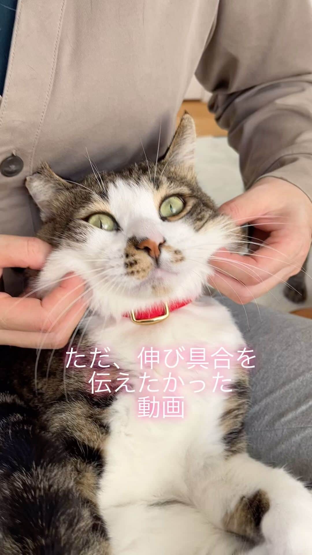 nozomiorideのインスタグラム：「ほっぺのかたい脂肪が柔らかくなって だいぶ落ちたんですけど 皮が伸びるのがわかったの  #ねこのきもち #猫好きさんと繋がりたい  #成猫の魅力を伝えたい  #ねこすたぐらむ  #きじしろ#キジシロ#きじしろ男子#保護猫」