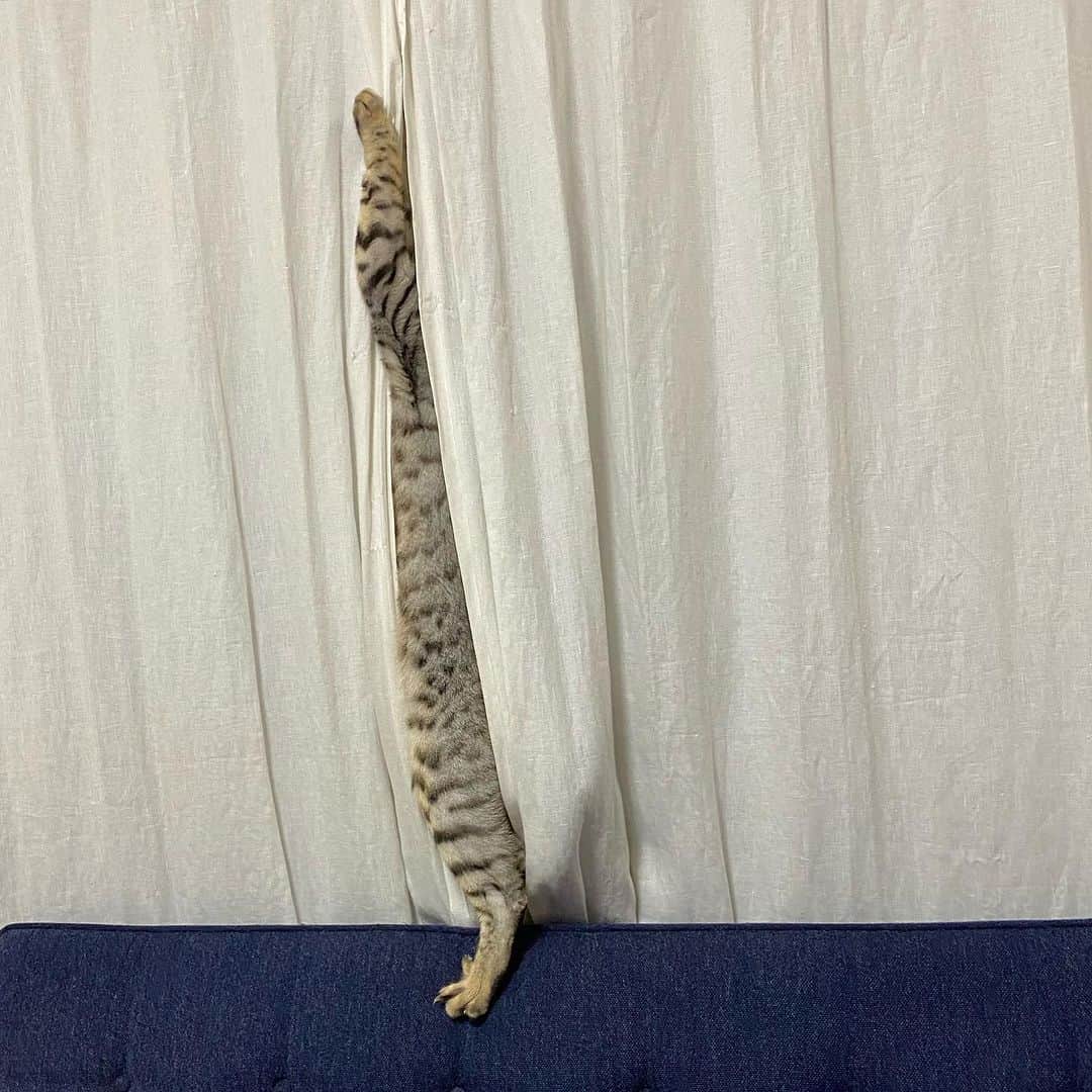 のインスタグラム：「※ something like a stick  （棒状のなにか）  #カンヌ映画祭出品  #棒状のなにか  は？  #それではお聴きください  #全米647位  #むじなのやんちゃが止まらない  c/w #3歳ぐらいから落ちついてくるって言うたん誰」