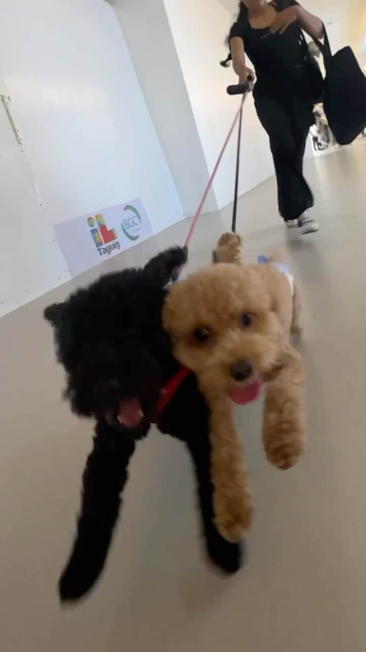 ミーガン・ヤングのインスタグラム：「Our days are freeing up and we finally got to take Soba and Chia out 🥹 While Boneezy was busy with Pokemon raids, the doggos and I were busy window shopping 😁 hello to cel! 🤣」