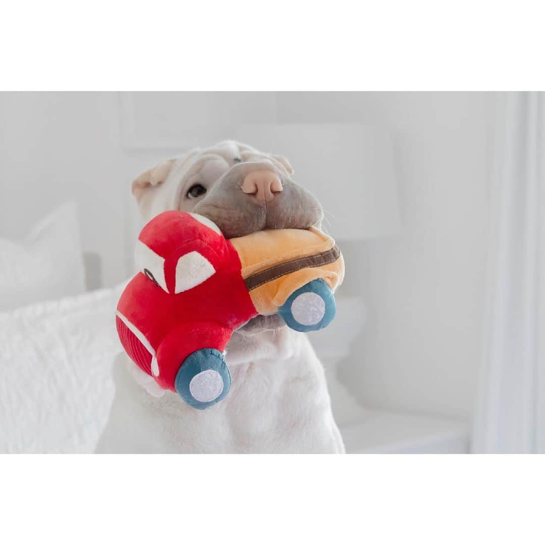 annie&pADdinGtoNさんのインスタグラム写真 - (annie&pADdinGtoNInstagram)「Drive 🚘? #wrinklesinthewind #saturday #funday #love #lamby #sharpei #sharpeisofinstagram #carride #roadtrip #sharpeisoftheworld #dog #dogsofinstagram #doglover #ilovemydog #weeklyfluff #instadaily #instagood #iloveyoutothemoonandback」8月26日 15時40分 - anniepaddington