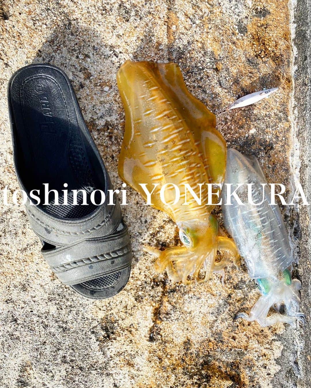 米倉利紀のインスタグラム：「釣り  #島暮らし #いつもありがとう #島のこと #海のこと #釣りのこと #あたたかい #僕のサンダルではない #漁師のサンダル」