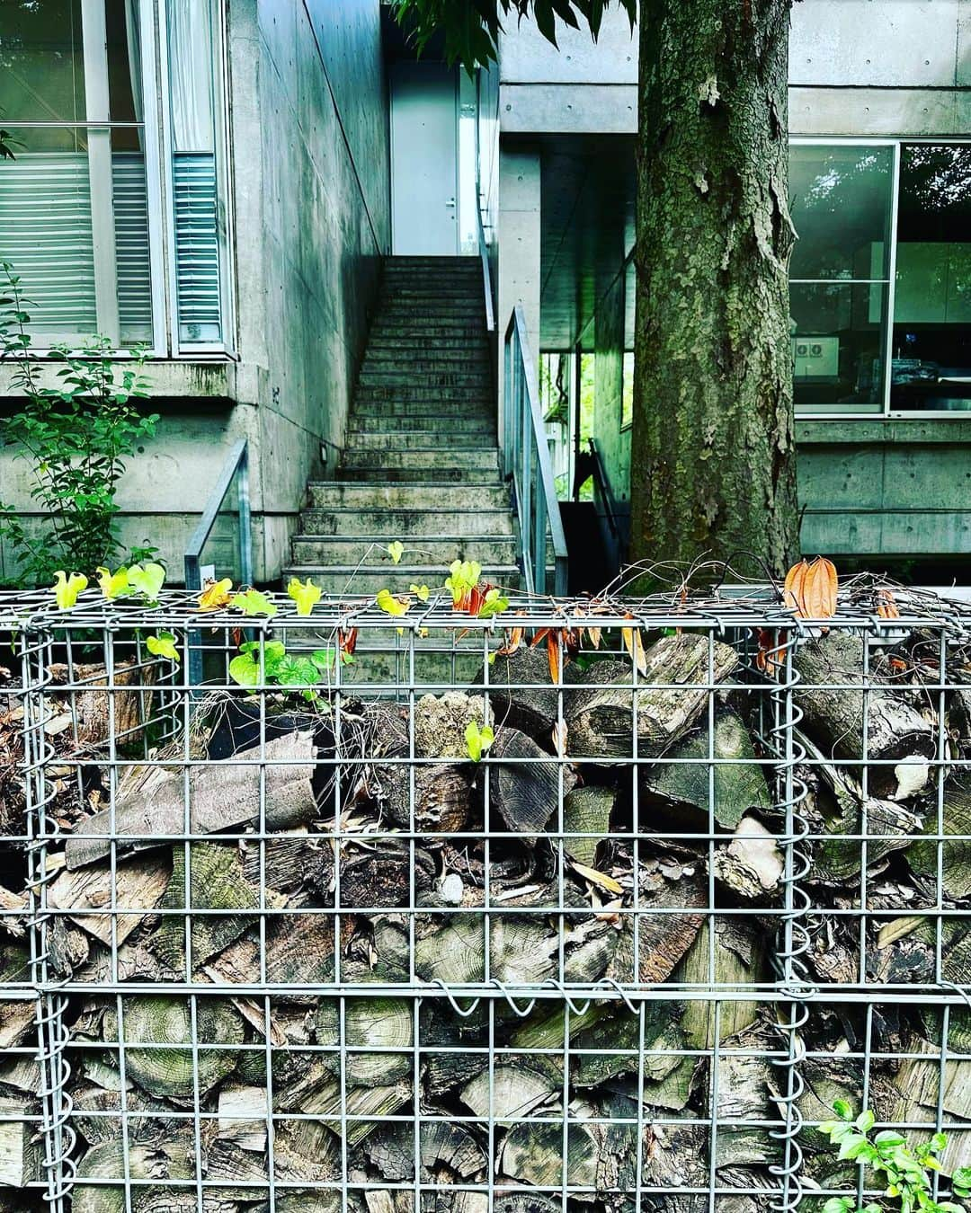 谷川じゅんじさんのインスタグラム写真 - (谷川じゅんじInstagram)「Strolling in the neighborhood. 思いつき散歩は世田谷羽根木。「亀甲新」「羽根木の森」「羽根木IGH」な一画。森と家が重なり合って支え合う生態系としてのまちづくり。営みの優しさと流れる記憶の時間の穏やかさ。こんな東京もあるんです。#goodvibesonly #goodneighbors #thisisjapan」8月26日 16時20分 - junjitanigawa