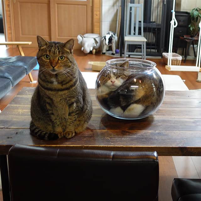まる & はなさんのインスタグラム写真 - (まる & はなInstagram)「液体まるさんと、はなとみり。 Liquid Maru and Hana&Miri.  まるさんだけ合成みたい。 ”猫は液体”とはいうけれど、溶けやすさには個体差があります。まるさんは溶けやすさレベル１０の猫です。 （ちゃんと自分で入って自分で出られます！）  Only Maru seems to be a composite picture. It is said that “cats are liquid”, but there are individual differences in the ease of melting. Maru's a meltability level 10 cat. (Maru can enter and exit by himself!)  ＊自分で入って出られますが、万が一落下したりすると危険なので、金魚鉢を高いところに置きっぱなしにはしないようにしています。 *Maru can enter and exit by himself. But I don't leave it on a high place because it's dangerous if the fishbowl falls.」8月26日 16時22分 - maruhanamogu