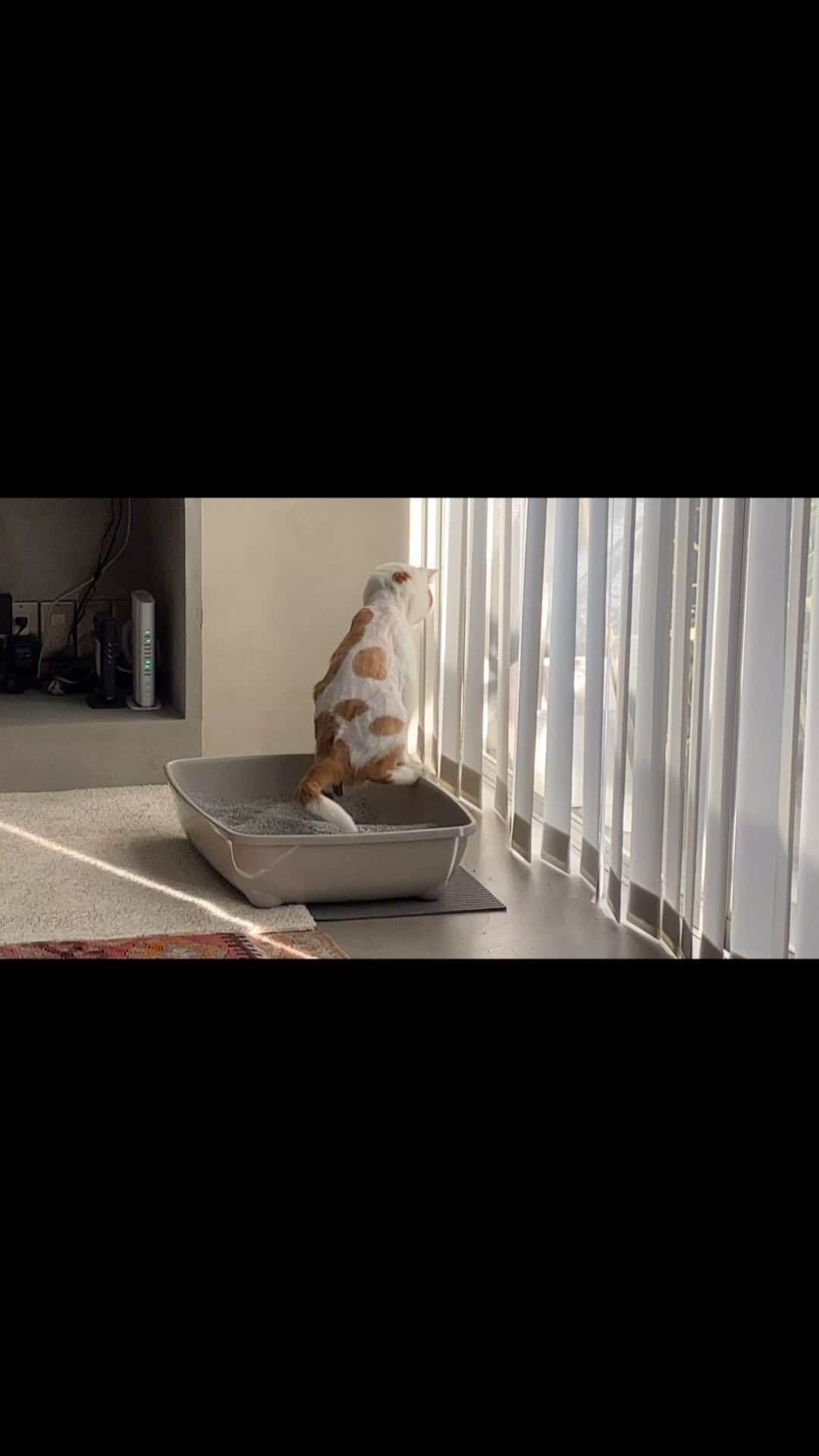 のインスタグラム