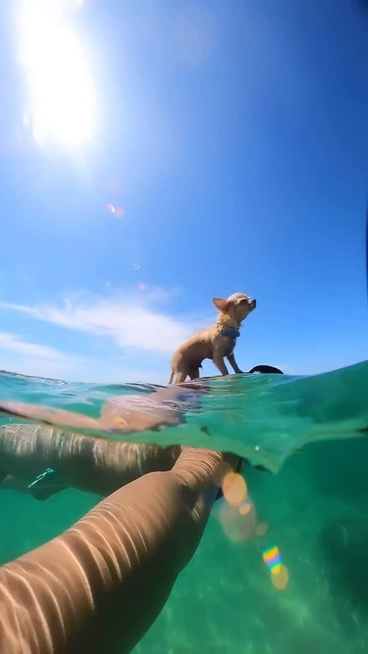 福田朋夏のインスタグラム：「今日も暑かったから犬達とシュノーケルへ🤿🐠✨ ゆん太は海が似合う凛々しい男になってきました。 泳いでる姿が愛おしすぎる🥹❤️ また海に行こうね🫶🏼  #chihuahua #チワワ　#dog #doglover #freediving #diving #シュノーケル　#okinawa @gopro @goprojp」