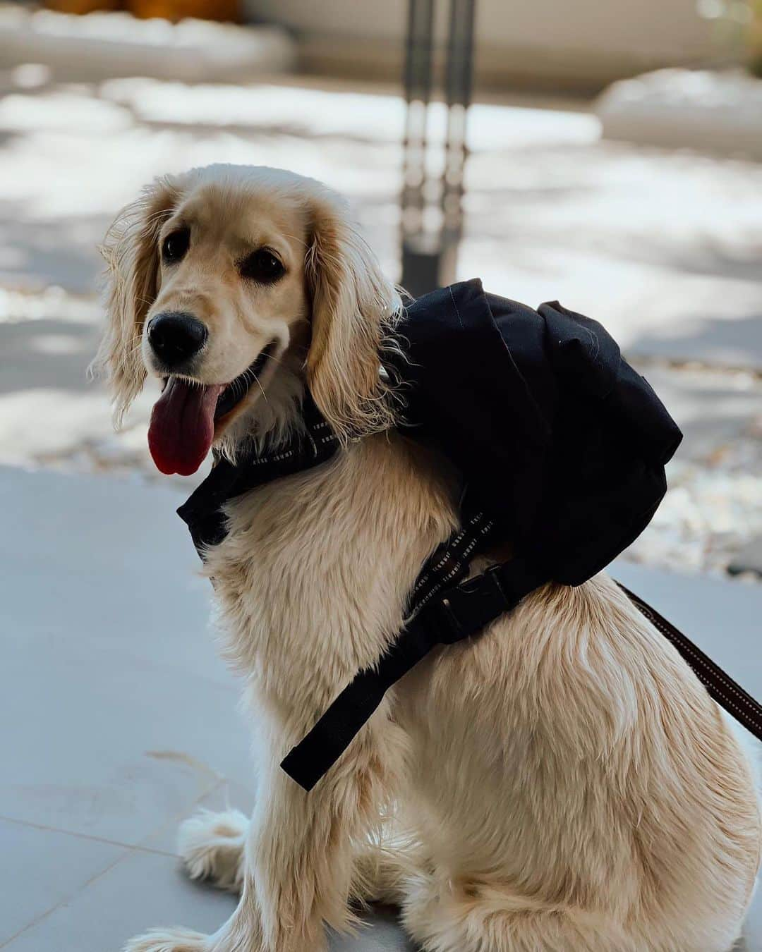 イーストパックさんのインスタグラム写真 - (イーストパックInstagram)「Today, we're celebrating Maria, Pedro, and all our loyal furry friends of every breed an size for bringing endless joy into our lives🐾  Happy International Dog Day!   #builttoresist」8月26日 17時20分 - eastpak