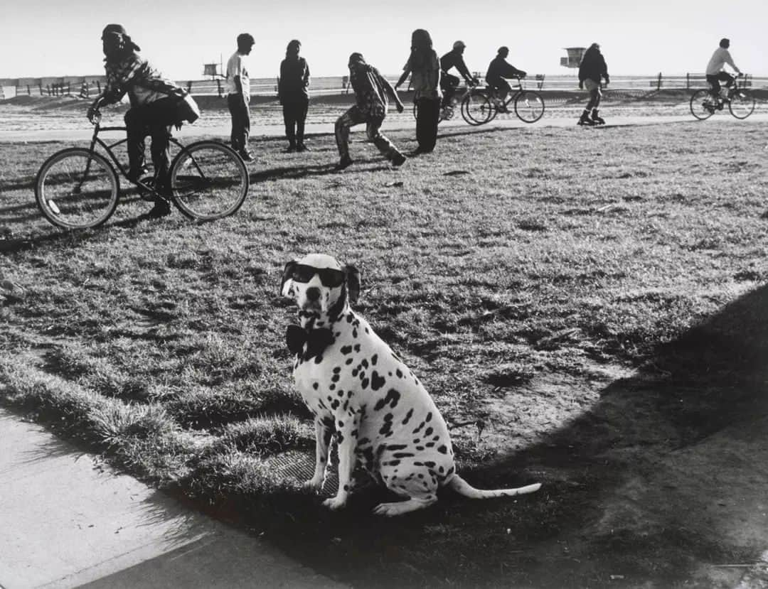 テート・ギャラリーさんのインスタグラム写真 - (テート・ギャラリーInstagram)「Who said the dog days were over? 🦴 🐕   Happy #InternationalDogDay   Peter Suschitzky, LA, 1995 © Peter Suschitzky」8月26日 17時38分 - tate