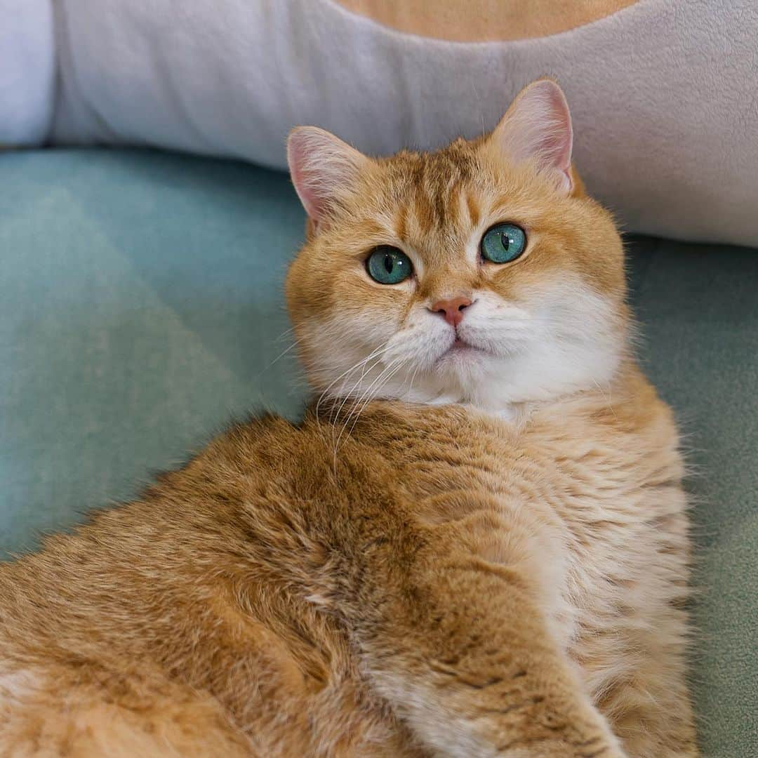 Hosicoさんのインスタグラム写真 - (HosicoInstagram)「Tell us what you do on Saturday? 😺」8月26日 17時42分 - hosico_cat