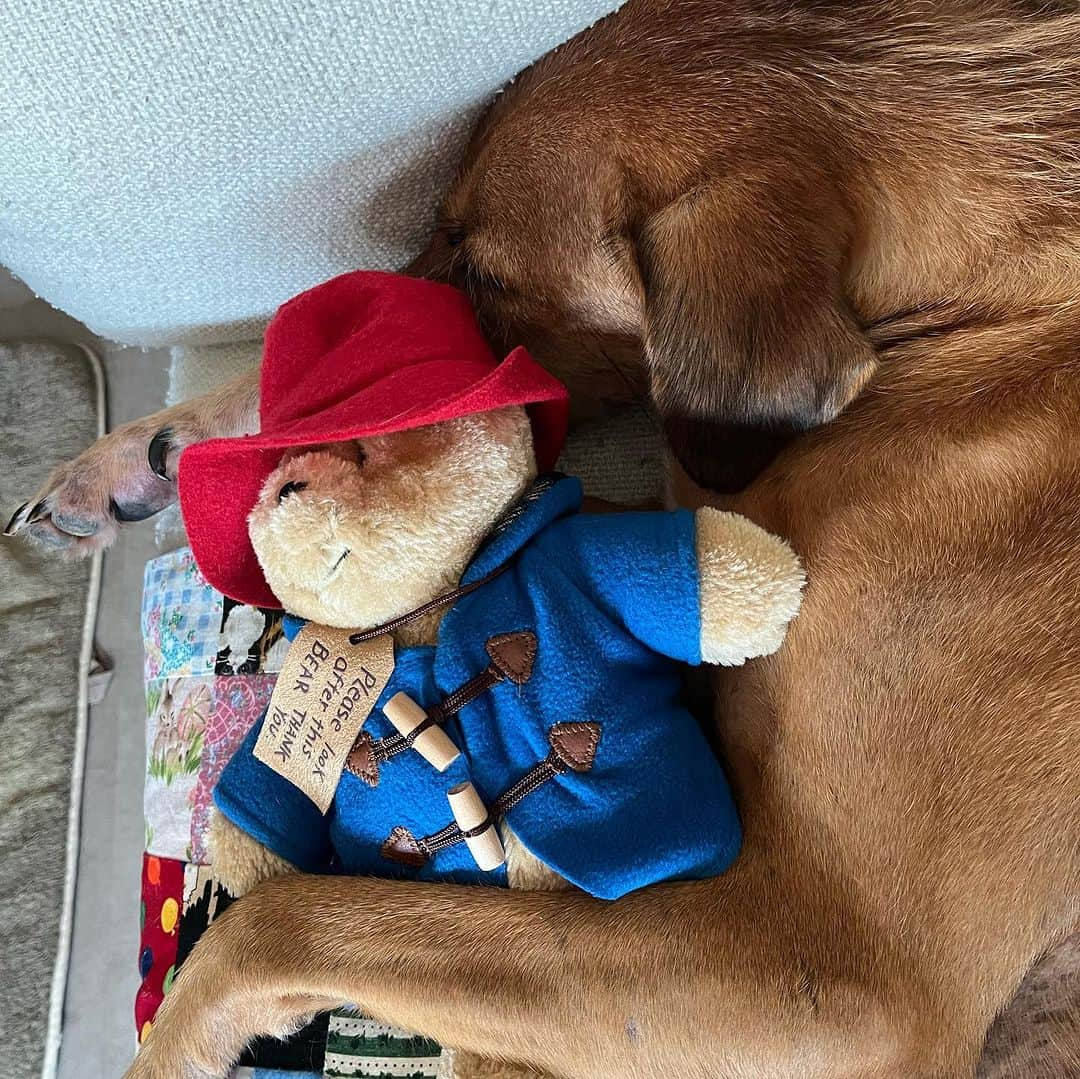 Paddington Bearのインスタグラム：「Wishing all our pawsome friends a wonderful #InternationalDogDay 🐾   📸 @scoobynono」