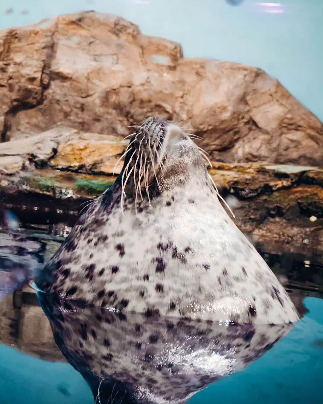 Hairmake Shinoさんのインスタグラム写真 - (Hairmake ShinoInstagram)「𓇼𓇼𓇼 𝓘 𝔀𝓪𝓷𝓽 𝓽𝓸 𝓰𝓸 𝓽𝓸 𝓽𝓱𝓮 𝓼𝓮𝓪𓂃𓈒𓏸 𓂃◌𓈒𓐍𓂃𓈒𓏸𓂃◌𓈒𓐍𓂃𓈒𓏸𓂃◌𓈒𓐍  #animalphotos #animalphotography #animallovers #snorkeling#sealife #travelawesome #travelphotography」8月26日 18時17分 - hairmakeshino