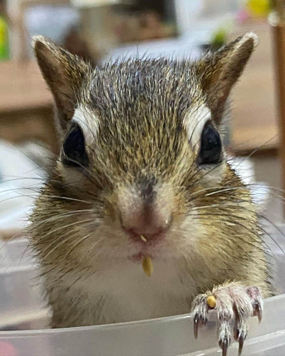 peace_0322のインスタグラム：「#リス#シマリス#ふわもこ部 今日は #土アップ祭 だよ」