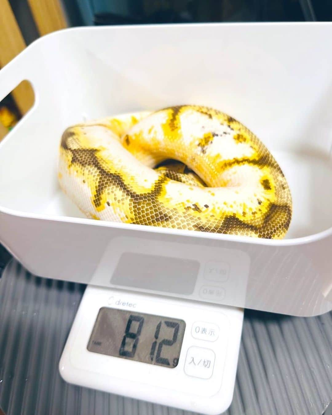 落合福嗣のインスタグラム：「体重測定9月　  栗きんとん 739g→812g  おしるこ 407g→489g  あずき1602g→1788g  めんま630g→736g  すくすく！  #ボールパイソン ＃体重測定」