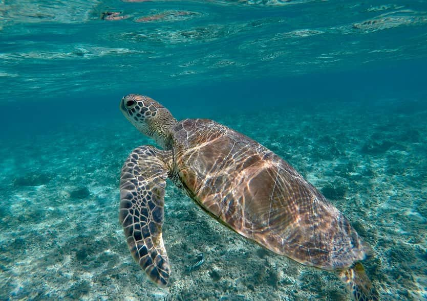 悠衣のインスタグラム：「🐢🩵 今年の夏休みはどこに行こうかなーと色々考えてたんだけど  去年行った宮古島が楽しすぎて、今年も宮古島にしました✈️  なんと言ってもカメさんと泳げるのが最高なんですよ🩵  新城海岸は高確率で海亀に会えるんだけど、宮古島には綺麗な海が他にもたくさんあって、今回は他の海も行くぞ！と思ってたのに やっぱり新城に会いに来ちゃう🐢」