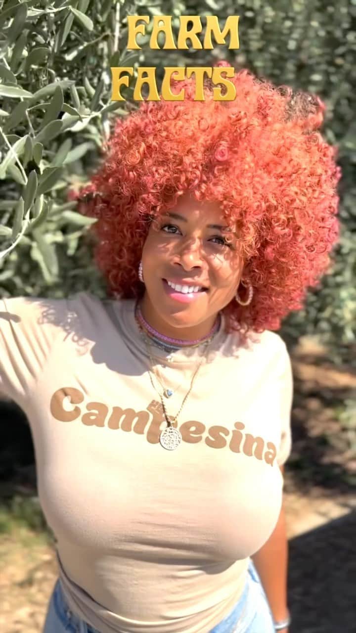 ケリスのインスタグラム：「Farm facts! Let’s talk 🫒 olive oil 😉 #farmfacts #olives #oliveoil (Campesina T-Shirt available : bountyandfull.com)」