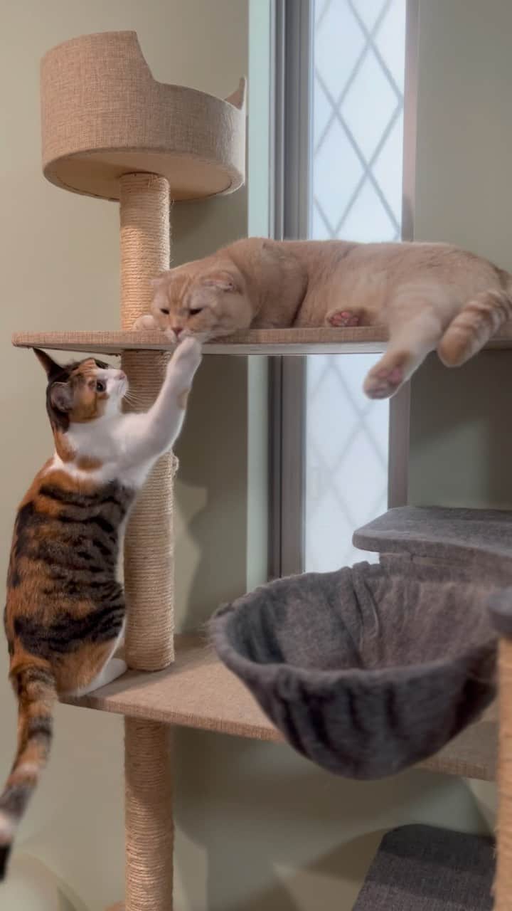 のインスタグラム：「ちょんちょんちょん🐾 . ＿＿＿＿＿＿＿＿＿＿＿＿ ＼ねこの金太と蒼太とすず／ 金太(９)スコティッシュ 蒼太(６)ラガマフィン すず(１)保護ねこ ▷▷ @vvviopw  ＿＿＿＿＿＿＿＿＿＿＿＿  #スコティッシュフォールドの金ちゃん#スコティッシュフォールド#scottishfold  #にゃんすたぐらむ#catsofinstagram  #meowed#9gag #猫のいる暮らし　#ねことの生活　#猫好きさんと繋がりたい#三毛猫　#保護猫#三毛猫すず#calico ＿＿＿＿＿＿」