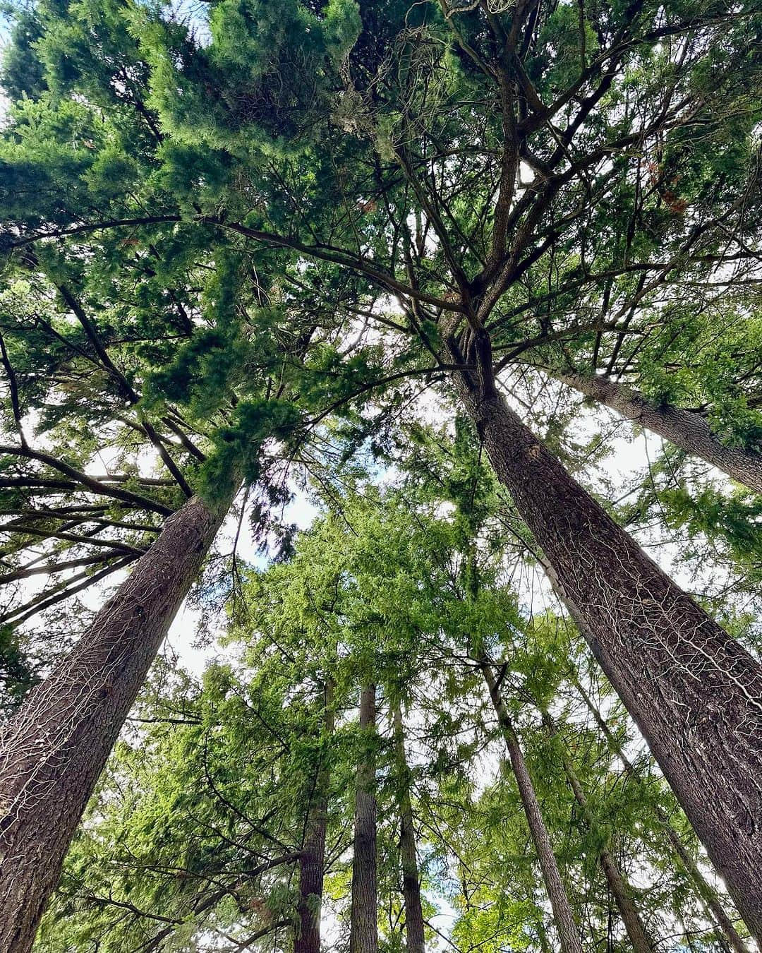 イヴァンカ・トランプさんのインスタグラム写真 - (イヴァンカ・トランプInstagram)「Portland, Oregon 💚」9月10日 14時06分 - ivankatrump