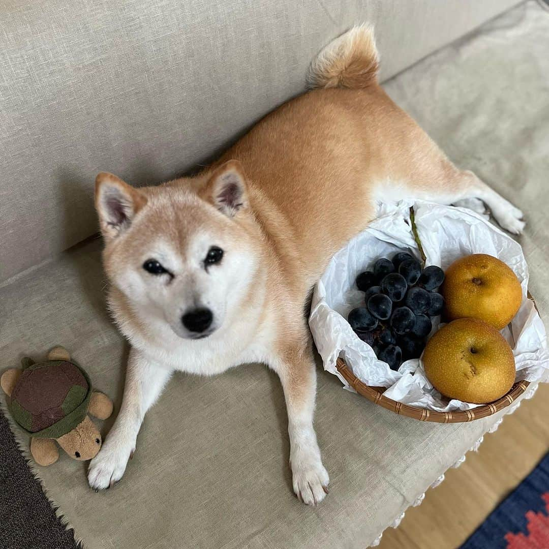 マル子さんのインスタグラム写真 - (マル子Instagram)「秋のフルーツがザクザクやって来る晩夏🍇🍑🍐 とても幸せな毎日です そして昨日のmoiwaカリーさんのカリー🍛 とてもとても美味しかった♪  #マル子  #マル子さんはフルーツ嫌い #moiwacurry  #yasuzamiya」9月10日 6時41分 - tomikago