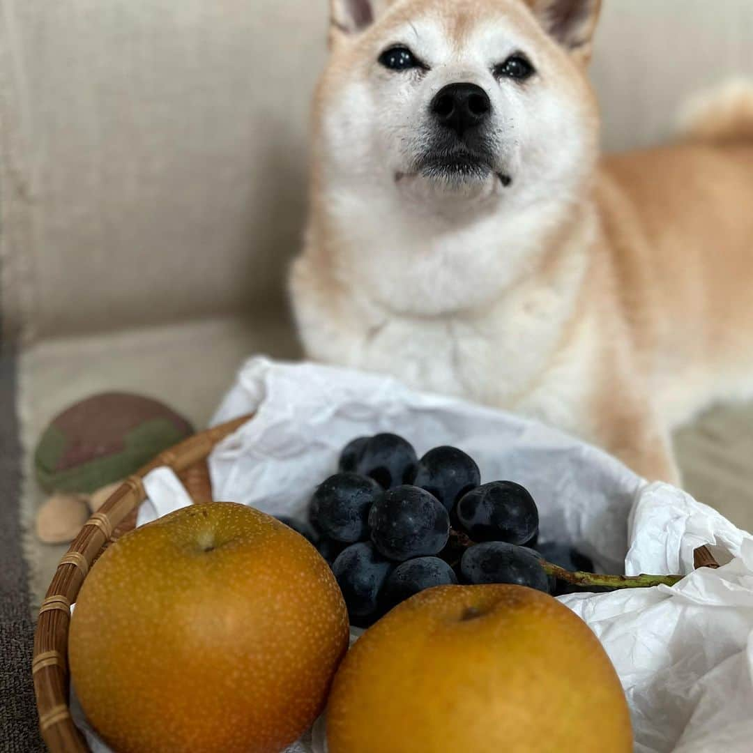 マル子のインスタグラム：「秋のフルーツがザクザクやって来る晩夏🍇🍑🍐 とても幸せな毎日です そして昨日のmoiwaカリーさんのカリー🍛 とてもとても美味しかった♪  #マル子  #マル子さんはフルーツ嫌い #moiwacurry  #yasuzamiya」