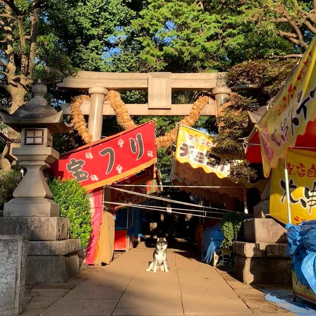 くろさんのインスタグラム写真 - (くろInstagram)「奥澤神社⛩️例大祭🐍  9/9〜10は奥澤神社の例大祭で、9/10は自由通りが一部通行止めになります。 厄除け大蛇のお練りは世田谷区の無形民俗文化財だそうです。  #朝んぽ #朝日を浴びて  #奥澤神社大蛇 #厄除け大蛇 #奥澤神社 #大蛇お練り #世田谷区無形民俗文化財 #奥澤神社例大祭 #奥沢神社例大祭  #奥澤神社 #奥沢神社 #奥沢犬 #奥澤犬 #狛犬風 #勝手に看板犬 #自由が丘犬 #jiyugaokadoglife #kuroshiba #blackshiba #shibainu #shibadog #shibastagram #dogstagram #instadog」9月10日 6時37分 - m6bmw
