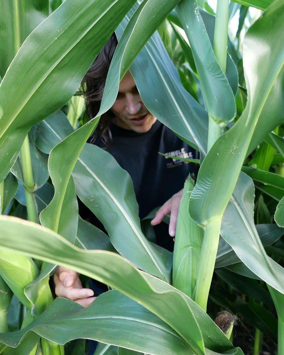 マイルズ・マクミランさんのインスタグラム写真 - (マイルズ・マクミランInstagram)「Did you know an ear of corn has one silk stand for every kernel? Makes you think….」9月10日 7時09分 - milesmcmillan