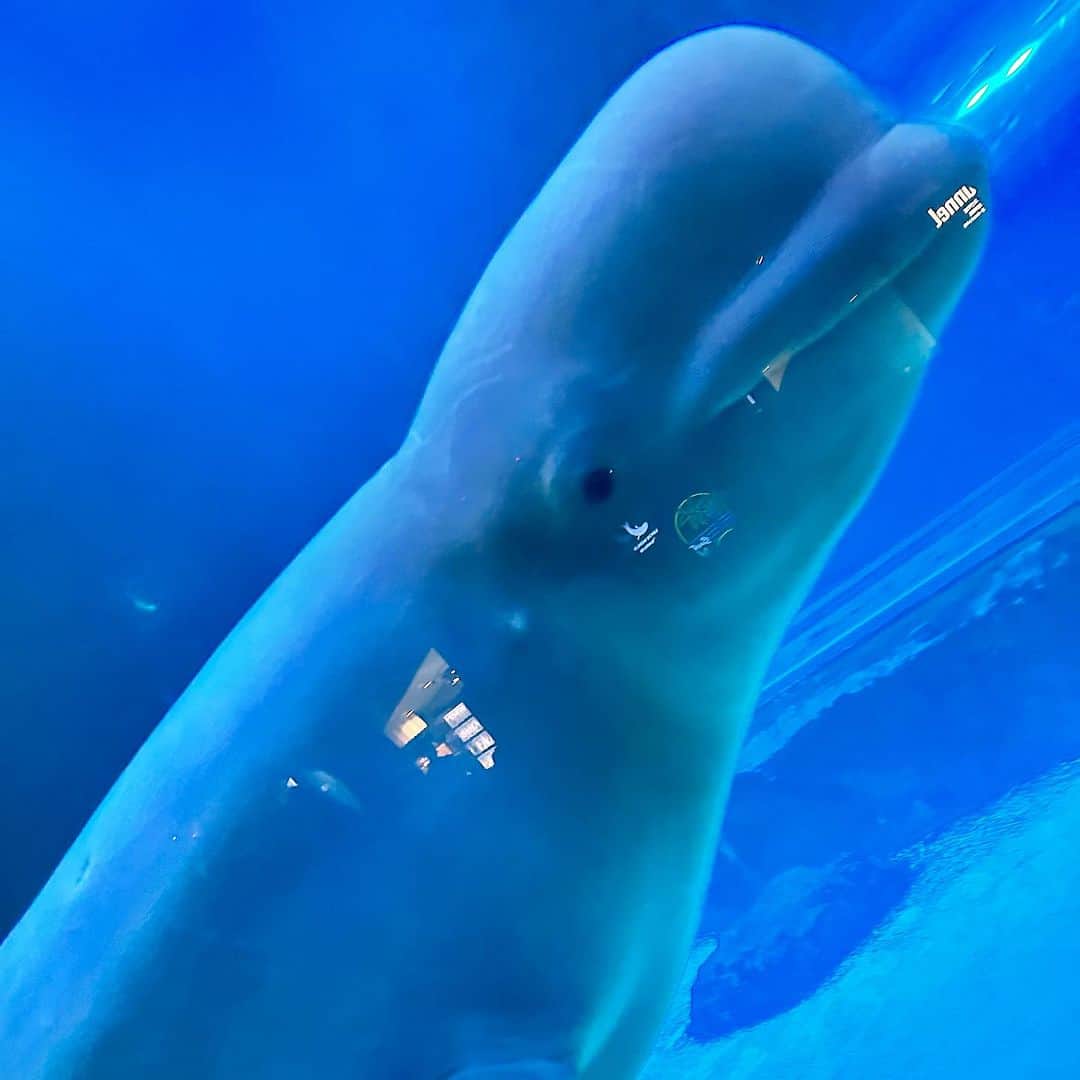 澤野井香里のインスタグラム：「とっても可愛い#白イルカ 🐬に会いに【ロッテワールドアクアリウム】へ💕  こんなに愛想のいい子いる？！っていうくらい、ずっと目の前でニコニコしてくれて、とーっても癒された😍  韓国最大級でとっても広くて、スタンプラリーや滑り台やアスレチックのあるキッズエリアもあったり、アトラクション的要素がいっぱいな見て聞いて触っての体験型の水族館🐠  もっとゆっくりしたかったけど、駆け足で見て次は遊園地へ🎡  #ks_23✨ #ks_🇰🇷✨ #海外旅行 #家族旅行 #韓国旅行 #韓国 #ソウル #ロッテワールド #ロッテワールドアクアリウム #こどもとおでかけ #男の子ママ #女の子ママ #ママライフ #ママリ #コドモノ  #7歳 #4歳 #👦🏻👧🏻 #S⭐️_ #M🍒_  #s⭐️m🍒 #korea #seoul #🇰🇷」