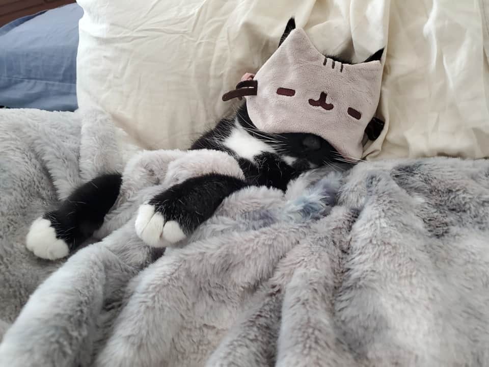 のインスタグラム：「Yeah... it's a I'm just gonna go back to bed kinda day.  #Caturday」
