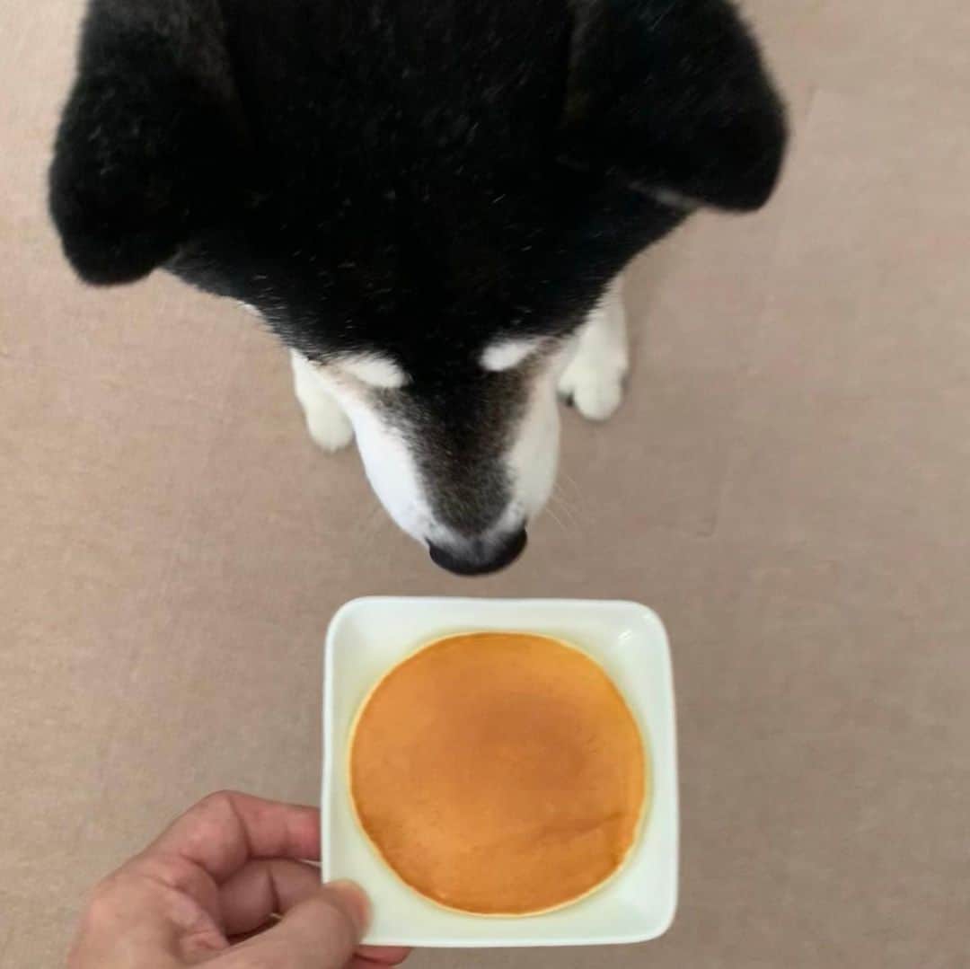 のインスタグラム：「豆も気になるぅ🥞  🍀よつ葉で揃えてみたw  #豆も気になるぅ  #豆にもお裾分け  #ホットケーキ or #パンケーキ #どっち派 #よつ葉乳業  #よつ葉牛乳  #よつ葉バター #よつ葉のバターミルクパンケーキミックス #HOKKAIDOYOTSUBA #HOKKAIDOYOTSUBAMILK #HOKKAIDOYOTSUBABUTTER」