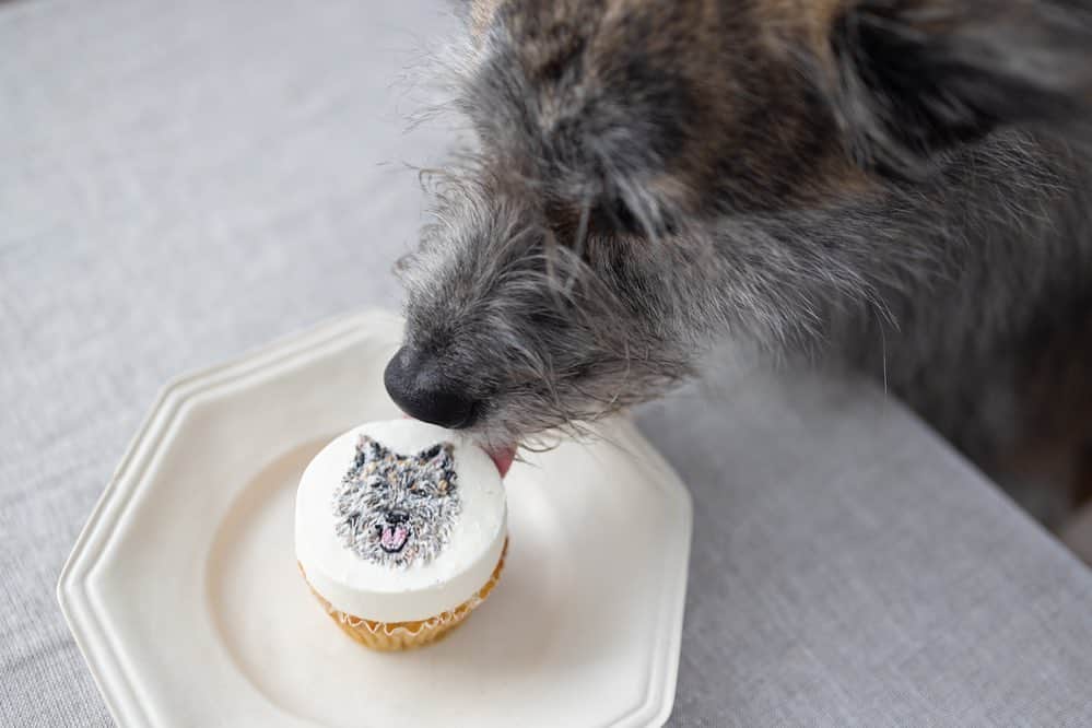 Naomiさんのインスタグラム写真 - (NaomiInstagram)「可愛いケーキをありがとうございました♡  #ycdなんくる倶楽部 #琉球犬mix」9月10日 14時39分 - nao1223