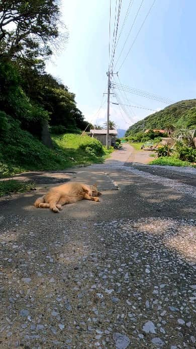 感動猫動画のインスタグラム：「人が来ても全く動じない猫」