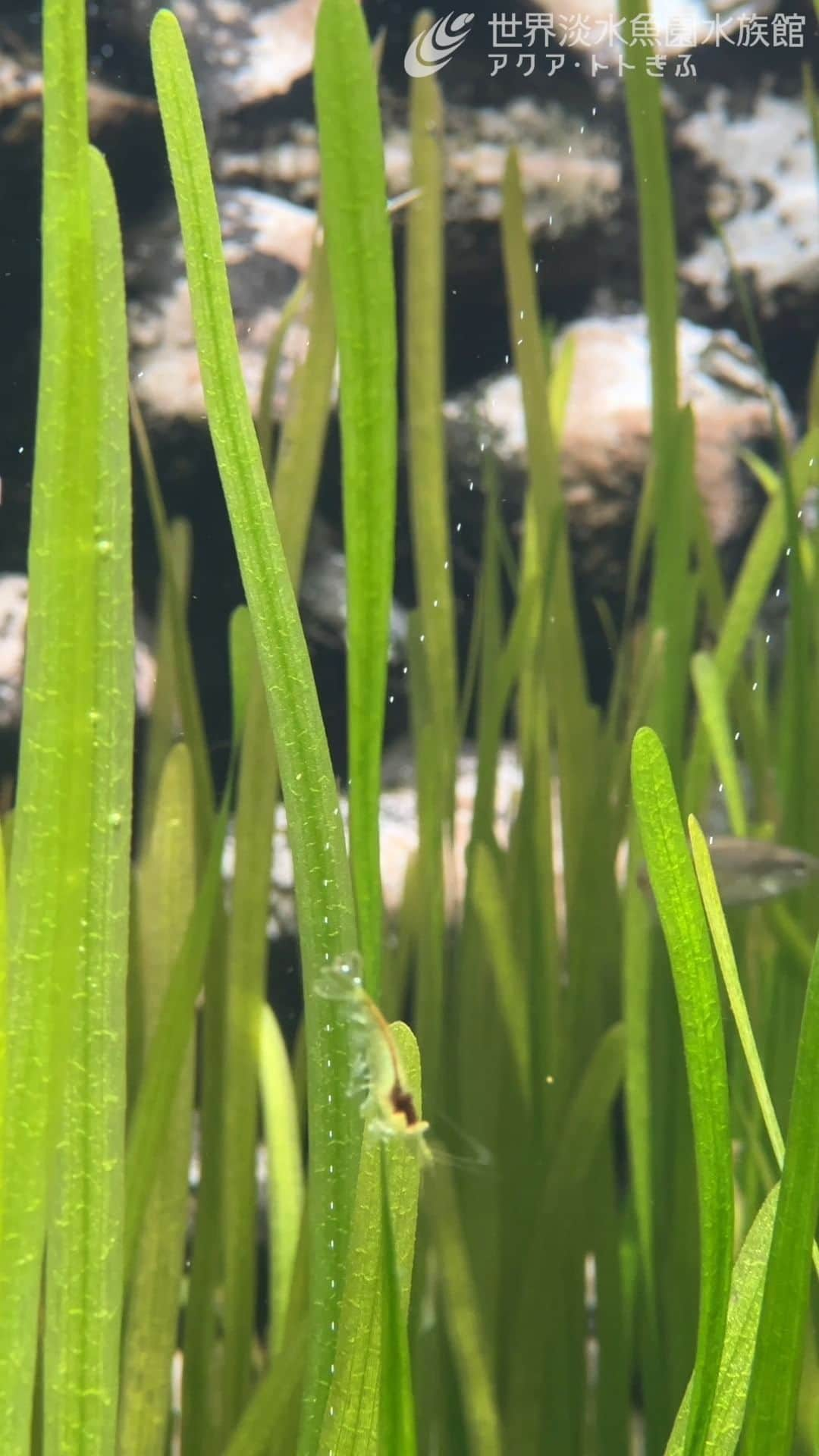 世界淡水魚園水族館 アクア・トト ぎふのインスタグラム