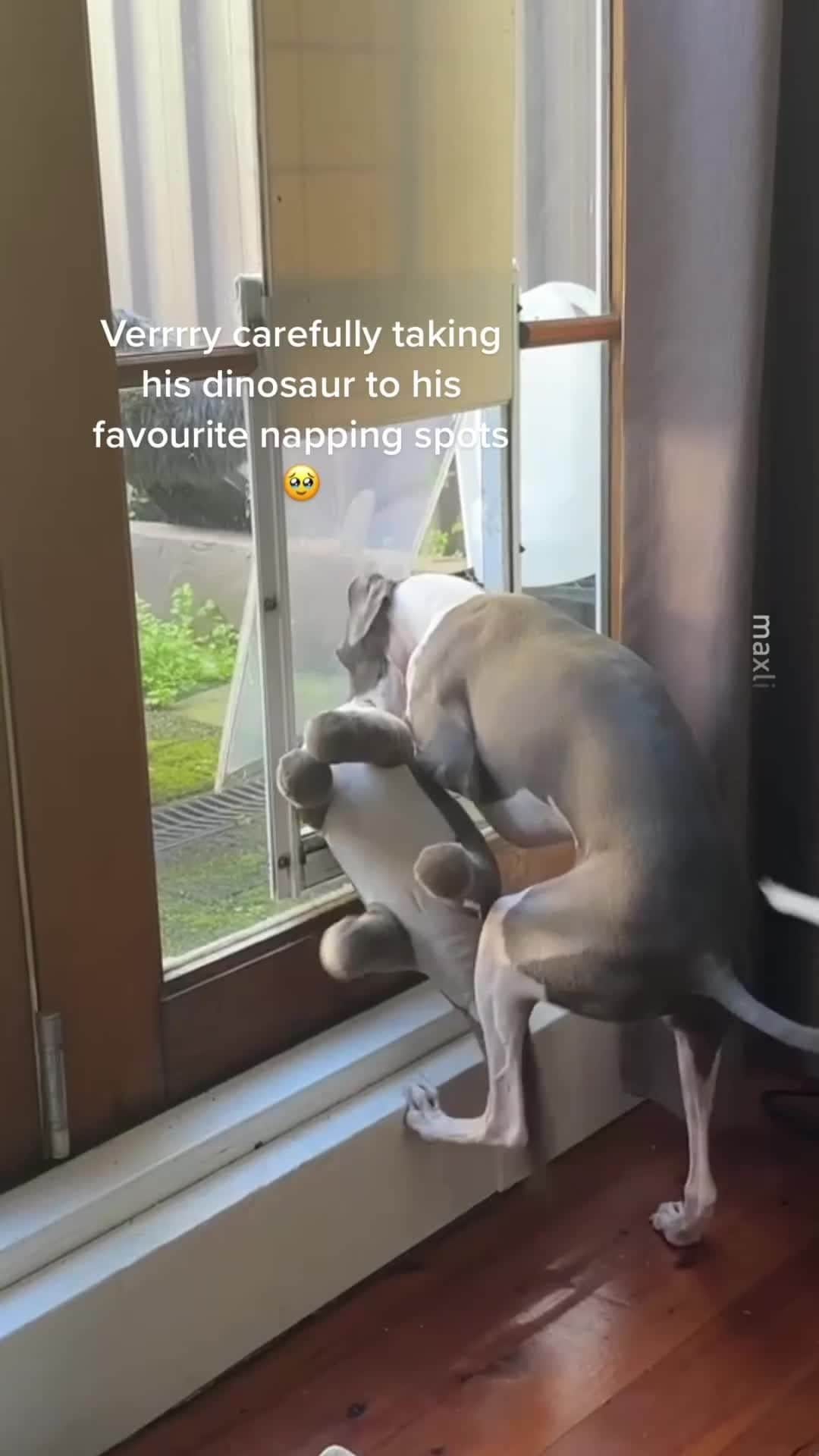 のインスタグラム：「wee nap dino 📹 @maxlifejim  -  #italiangreyhound  #9gag #iggy #dinosaur」