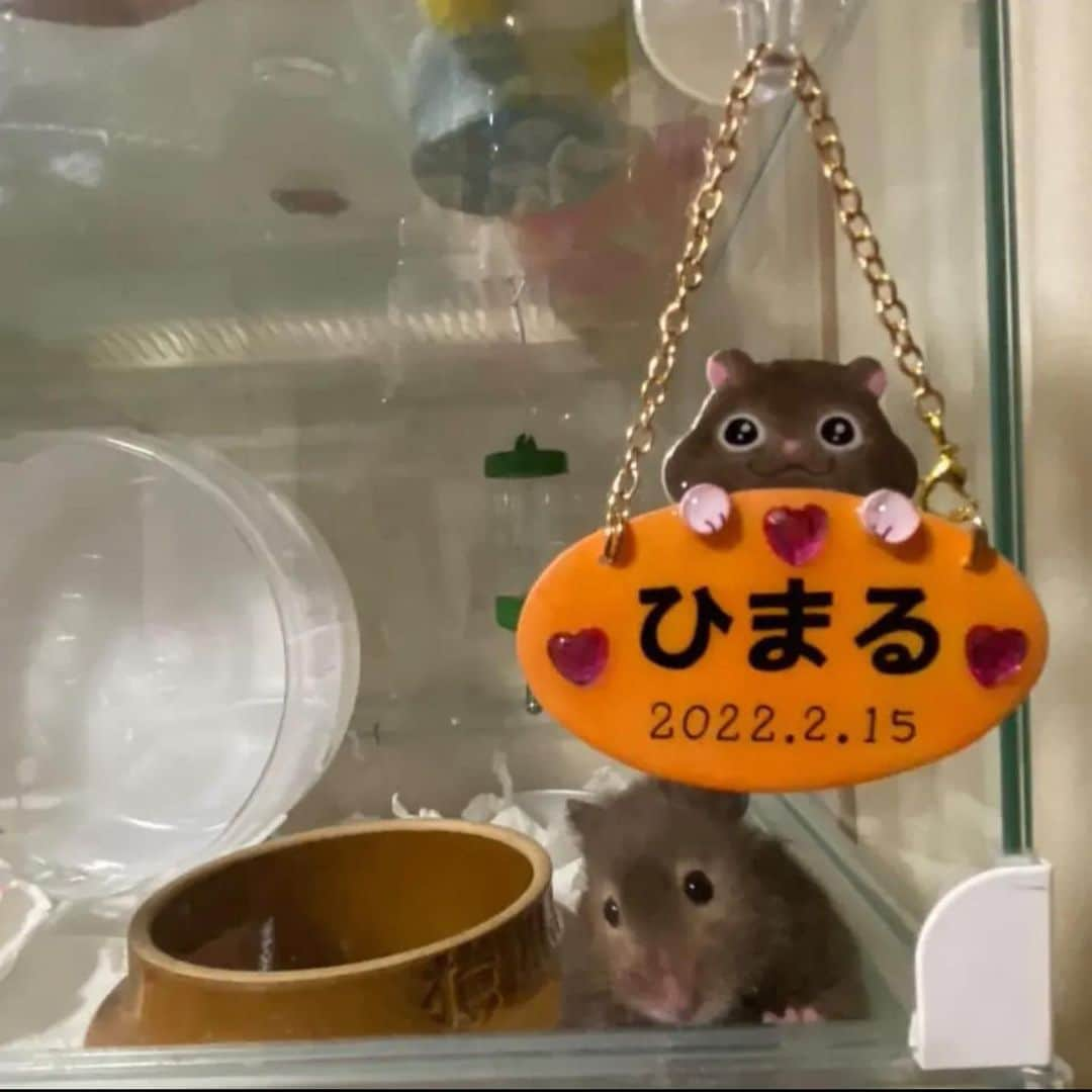 hamster_mocoさんのインスタグラム写真 - (hamster_mocoInstagram)「お待たせいたしました🐭✨️  本日9月10日よりオリジナルグッズショップ【petit palette🐾】で うちの子お名前プレートやまるっと小動物展で人気があった新作グッズ数点の販売を開始いたしました🤗  #うちの子お名前プレート  ショップはプロフィール欄のリンクからご覧いただけます🔗 本日でしたらストーリーズにもリンクが貼ってありますのでぜひサイトに遊びにきていただけると嬉しいです☺️  ※ご注文いただいてから作成させて頂きますのでご注文からお届けまでの期間を最長で30〜40日程頂く場合がございます🙇🏻‍♀️ お急ぎの方はご注意ください🙌🏼 2023.9.10 ✼••┈┈••✼••┈┈••✼••┈┈••✼••┈┈••✼ #ミンネ #ミンネで販売中   #ハムスター#ジャンガリアンハムスター#ジャンガリアン#ブルーサファイア#ブルーサファイアハムスター#ジャンガリアンブルーサファイア#ふわもこ部 #モフモフ#ペット#ハムスタグラム  #モルモットパル#モルモット#イングリッシュモルモット#モルモットのいる生活#モルモットベビー#モルモット好きと繋がりたい」9月10日 10時06分 - asahi.fl