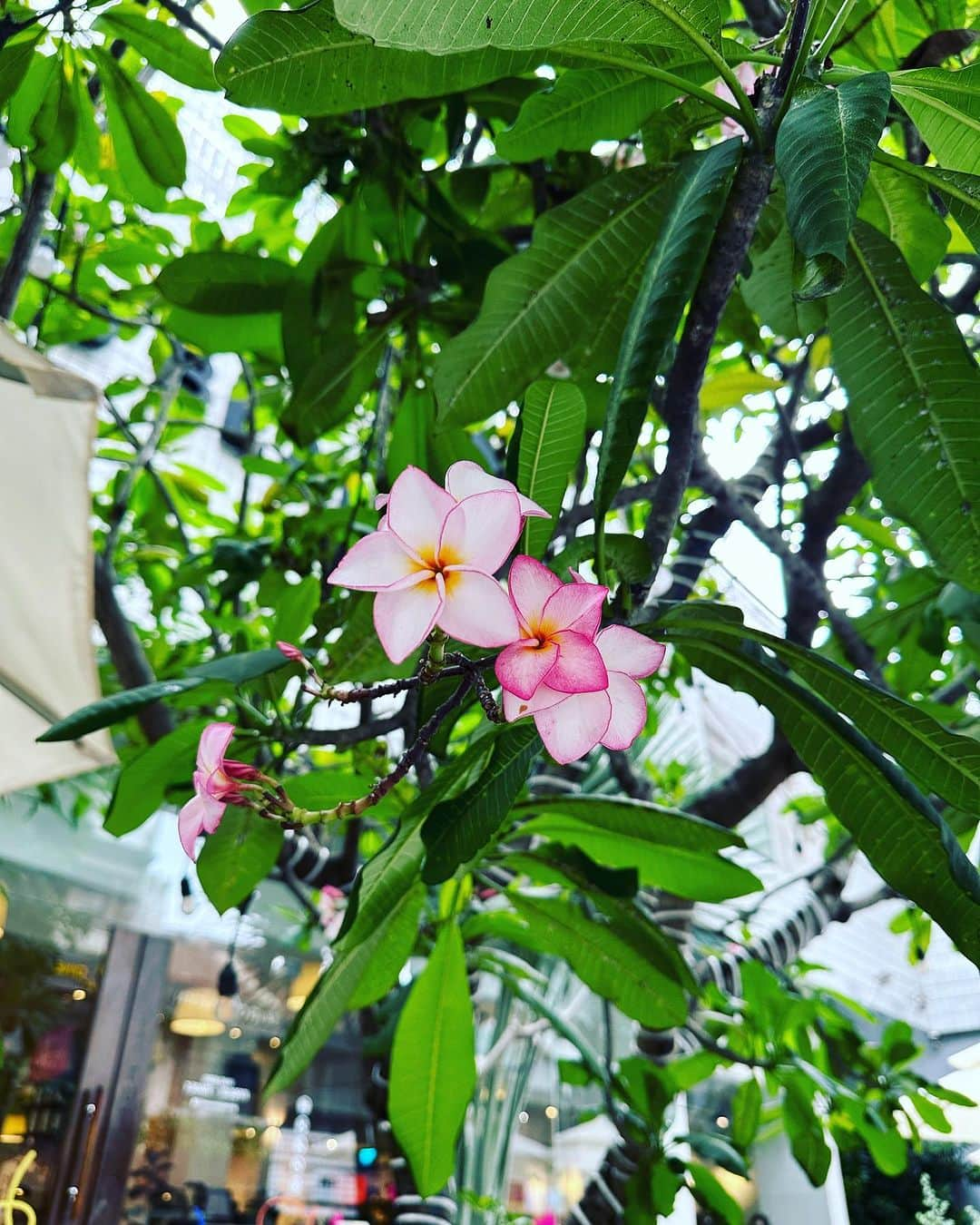 林ゆうきさんのインスタグラム写真 - (林ゆうきInstagram)「行きの成田空港でヘッドホンを無くし、 現地でお気に入りのネックレスを無くしましたが、新しい出会いや、仲間たちとの絆など得るものの方が多すぎたので良き旅でした！  いよいよ週末9/16は待ちに待った京伴祭！ 全作家が全力で世界初のアニメサントラフェスを京都からお届けします！  https://www.kyobansai.com/  オンラインチケットもあるので是非！  ＃京伴祭」9月10日 10時08分 - yukihayashi1231