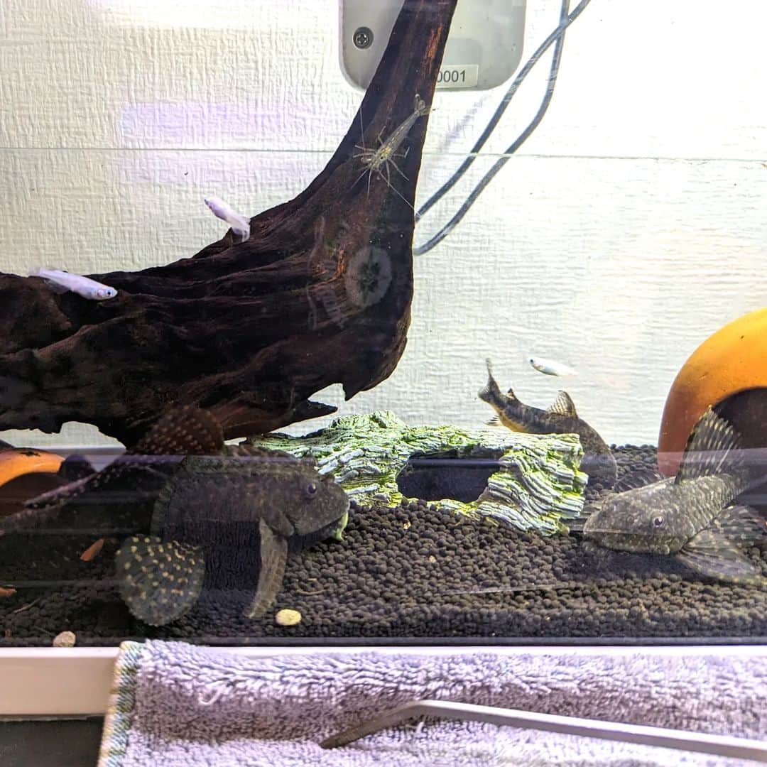 島田佳奈のインスタグラム：「数ヵ月前、別の水槽で飼っていたメダカ＆コリドラスをプレコの水槽に集合させた。うまいことセンターへ集合できたのは、エサの時間だから（笑）  ここにいるのはプレコ2匹、コリドラス2匹（1匹見切れた）、メダカ3匹（我が家で産まれた2代目）、ヤマトエビ1匹。昨年まで勝手に増えてたタニシたちは、気がついたら全滅してた。  魚の共存は「口に入らないサイズまで」と聞く。ヤツらは低次元なので、メダカなど卵や稚魚を食ってしまう。 この水槽でプレコとメダカが共存できるのは、プレコが大きくなったから。プレコは小さいうちは肉食だけど、成長すると草食になるのだ。水の世界も面白いね。」