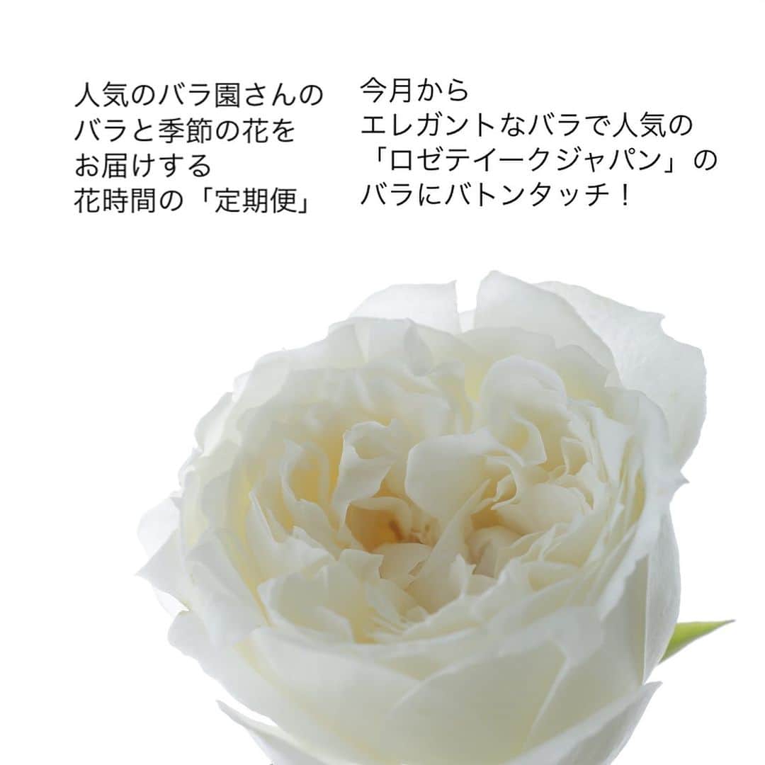 雑誌『花時間』さんのインスタグラム写真 - (雑誌『花時間』Instagram)「花時間マルシェ「花の定期便」のお知らせです！  花時間（@hanajikan_magazine）です。  毎月、季節のお花に合わせ、こだわりのバラをお届けしている花時間の定期便。  9月から11月は、「ロゼテイークジャパン」のバラにバトンタッチします🌹  バラが入るのはスタンダードとリュクス。  今週の便には、スライドでご紹介した３種のバラからピックアップして、お届けしますね！  🌹シェドゥーブル🌹 100枚もの美しい花びらを重ね、ミルラの芳しい香りがするバラ。うっとりします💕  🌹ブルジョンドゥレーブ🌹 純白の形の整ったロゼット咲きです。ブライダルでも大人気💕　香りはティー系のやさしい香りです。  🌹ブルームスラプラージュ🌹 人気のナギサウェーブの枝変わりとして誕生した新品種⭐️⭐️⭐️ 波打つ花びらをニュアンスピンクで、しっとりと染め上げます💕  どれも希少なバラです。  バラ好きさんにもオススメの花時間の定期便。  9月のバラを飾りたい方は、本日9／10中にお申し込みくださいね！  バラ　@rosetiquejapan   【花時間ニュース】 💜『花時間』から、花の定期便がスタートしました🥰　世界でここだけのバラと旬花が届く嬉しいサービスです💕  💜『花時間2023春夏』〈春のピンク！夏のブルー！〉大好評発売中！  💜『花と短歌でめぐる 二十四節気 花のこよみ』大好評発売中  すべて @hanajikan_magazine のプロフィールのリンクから飛べます✈️  『花時間』本誌や書籍は全国の書店、ネット書店でも発売中✨  #花時間 #バラが好き #花の定期便 #花時間マルシェ #花のサブスク #花が好き #花が好きな人と繋がりたい #花を飾る #花を飾る生活 #花屋さんへ行こう」9月10日 11時20分 - hanajikan_magazine