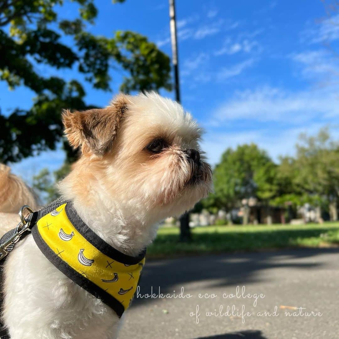 hokkaidoecoさんのインスタグラム写真 - (hokkaidoecoInstagram)「そろそろ夏はおわりかな？  #北海道エコ  #動物  #専門学校 #動物好きな人と繋がり #シーズー #にこ #散歩中 #今はすっきりカット #学校の横の公園 #広くて素敵 #池もあるよ #みんなのお散歩コース #紅葉が楽しみ #いい環境」9月10日 11時26分 - hokkaidoeco