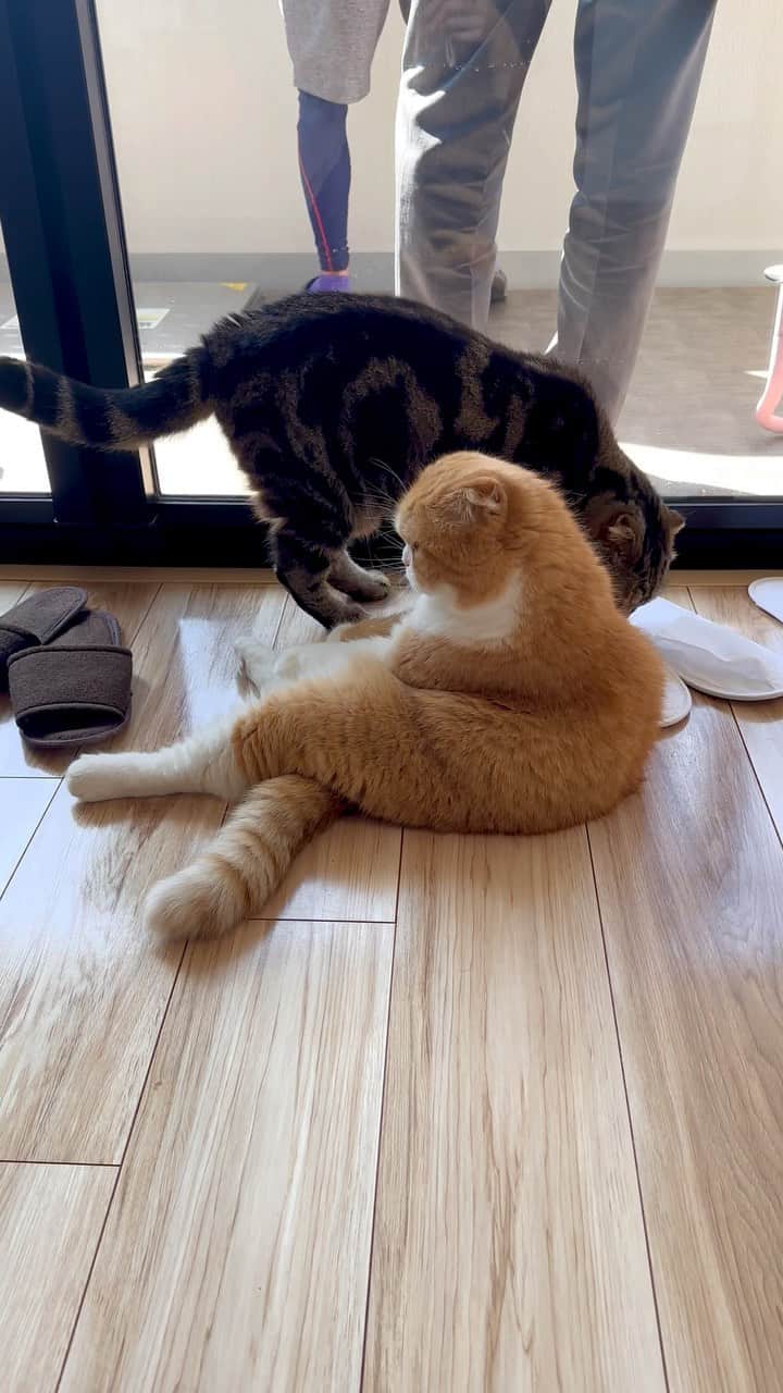 bunny & 2 catsのインスタグラム：「👨🏻‍🏭👨🏻‍🔧👨🏻‍💼 _ Enzou🐱and Buuzou😺 _ 🐾業者さんが各々持って来たスリッパを2人で嗅ぎ散らかし、えんちゃんにおいては終始リラックス😁 穏やかさ満点💯 ぎんちゃんとごまちゃんは隠れてるよ🙀 _ #scottishfold#多頭飼い#ねこ#猫#cats#cute#amazing#スコティッシュフォールド#マンチカン#マンチカン#チンチラ _ #PECO#ねこ#9gag#WeeklyFluff#ふわもこ部#instavideo#ねこのきもち#catsofinstagram#instagram#instagramjapan#猫動画#cats_of_world」