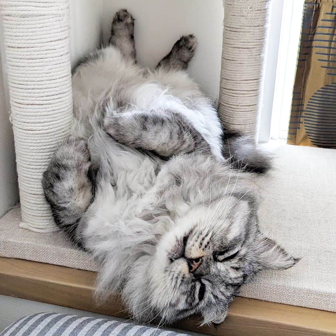松原真琴のインスタグラム：「名前を呼んだらちょっとだけ目を開けてくれた猫」