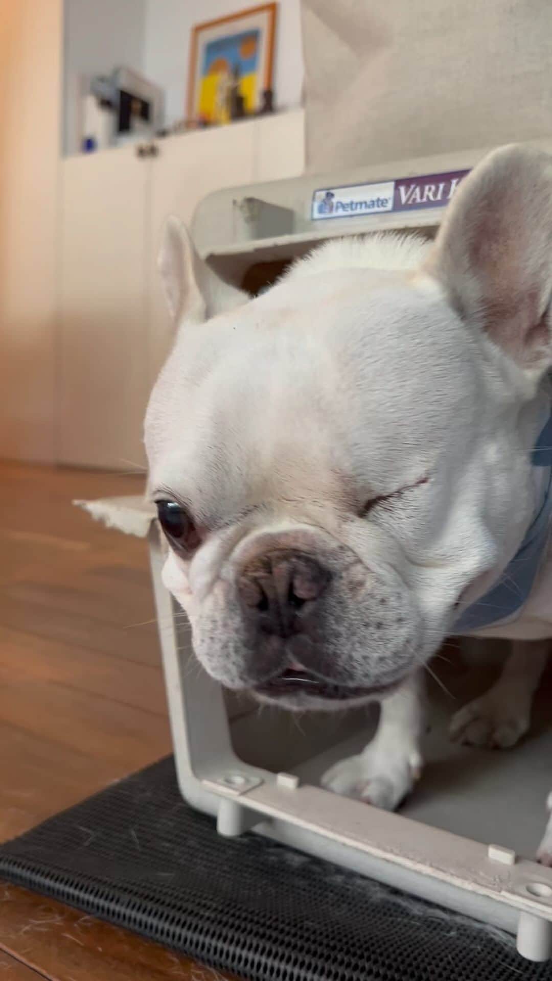 のインスタグラム：「安心してください。 悲しかったり苦しかったりするわけではなく ごはんのわくわくが漏れちゃってるだけです」