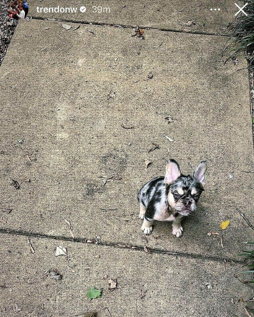 Brooklyn Netsさんのインスタグラム写真 - (Brooklyn NetsInstagram)「For All The Dogs #NationalDogDay」8月27日 4時14分 - brooklynnets