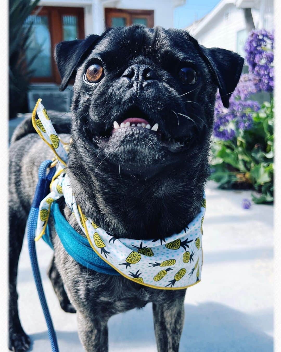 pugsofinstagramさんのインスタグラム写真 - (pugsofinstagramInstagram)「Happy National Dog Day. Thank you, Archie for the past 3 years, 8 months, 23 days!  The past 1362 days have been infinitely better because of your sweet soul and cheeky sense of humor!」8月27日 4時17分 - pugsofinstagram