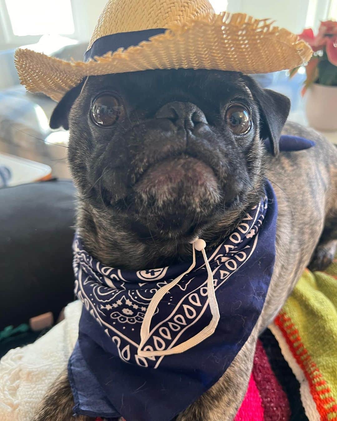 pugsofinstagramのインスタグラム：「Happy National Dog Day. Thank you, Archie for the past 3 years, 8 months, 23 days!  The past 1362 days have been infinitely better because of your sweet soul and cheeky sense of humor!」