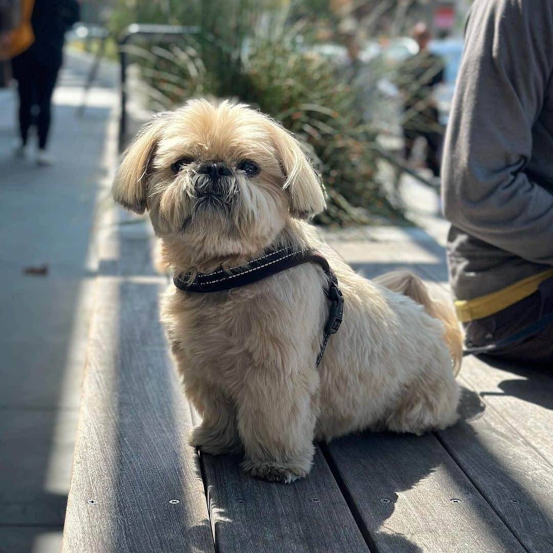 Dougie the Shih Tzuのインスタグラム：「Dougie on the street.」