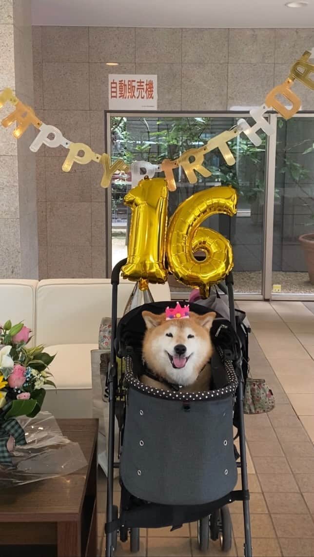柴犬 けんしろう ゆりあのインスタグラム：「🎉🐶🐶🎂🐶🐶🎉  一昨日は、健太くん楓ちゃんマンションの ラウンジをお借りして、楓ちゃん16歳のバースデーを サプライズでお祝いしました🐶🎂🎉  ゆりあ総監督のもと(笑) 健太ママと集合時間より早めに集まって サプライズの準備〜🎉  楓ちゃんは健太くんとけんちゃんにとって 初めてできたガールフレンドであり、 ママたちにとっても1歳になる前から ずっと一緒に過ごしてきた楓ちゃんが 16歳のお誕生日を迎えることは 本当に感慨深い想いでいっぱいです🥺  健太くんもけんちゃんも 楓ちゃんが自分たちよりお姉さんになったことに お空でびっくり&大喜びしてるだろうなぁ🐶🐶🎉  楓ちゃん❤️16歳のお誕生日🎂 本当に本当におめでとう〜🎉  今回の集合は、健太くん生誕22周年🎉楓ちゃん16歳バースデー🎂けんちゃんうちの子16周年🎉が重なったこともあり、みんなお揃いのひまわりアレンジメントでお祝いしたいなと思い、かおりさん @f.kaori27 にお願いをしたところ、今回も素敵すぎるアレンジメントに仕上げてくださって大感激でした🥺🌻黄色、ピンク、ブルーの配色が、健太くんと楓ちゃんとけんちゃんを表してるように思えて、お花を見ながら毎日ニマニマしちゃってます😊  #happybirthday  #誕生日 #16歳 #ご近所隊🐶」