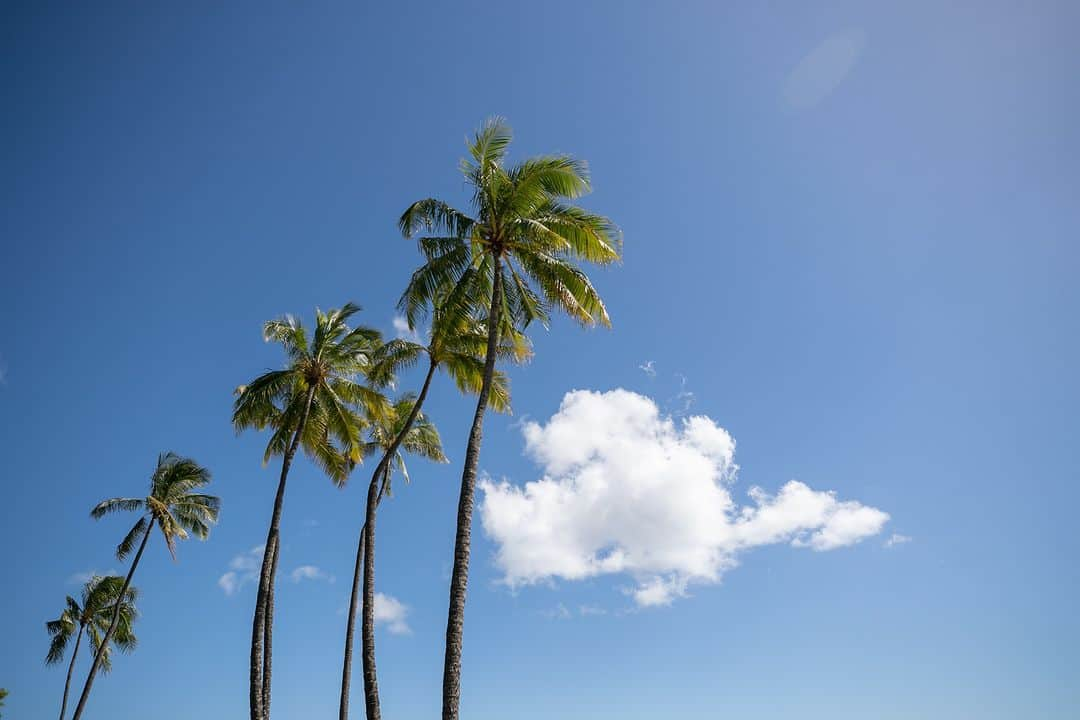 The Terrace By The Seaさんのインスタグラム写真 - (The Terrace By The SeaInstagram)「@the_terrace_by_the_sea Hawaii Wedding情報はこちら𓂃𓈒𓏸  ---------  ワイキキタウンからすぐ近く ダイヤモンドヘッドを臨むアラモアナビーチ𖤣𖥧𖥣𖡡𖥧𖤣  オアフの青い空と海をバックに ハワイウエディングらしいビーチフォトを𓍯  -------------------  = produce = モチーフ @motif_resort  = photo = Naoya @naoya_oshita  @betterhalf_hawaii  --------------------  ハワイのザ・テラス バイ・ザ・シーにて 挙式を検討されていらっしゃる方におすすめ✯  《2024年挙式限定　最大152,000 OFF！ 》  挙式に必要な基本挙式、ドレス＆タキシード、 新婦様ヘアメイク、アルバムがセットになったお得プラン ＋今ならお食事2名様分¥52,000相当プレゼント！  プロフィール欄のURLより、ウエディングの相談ご予約 が可能です。 小さい疑問や質問にもお答えいたしますので、お気軽に お問い合わせくださいませ🌺  ザ・テラス バイ・ザ・シーでは、健康と安全を最優先に 配慮し、安心してハワイでの時間を楽しんでいただいて おります𓆉  #テラスバイザシー #TheTerraceByTheSea #TAKAMIBRIDAL #タカミブライダル #MotifRESORT #テラス花嫁 #モチーフ花嫁 #リゾートウェディング #リゾート婚 #ハワイ挙式 #ロケーションフォト  #ビーチフォト」8月26日 21時07分 - the_terrace_by_the_sea