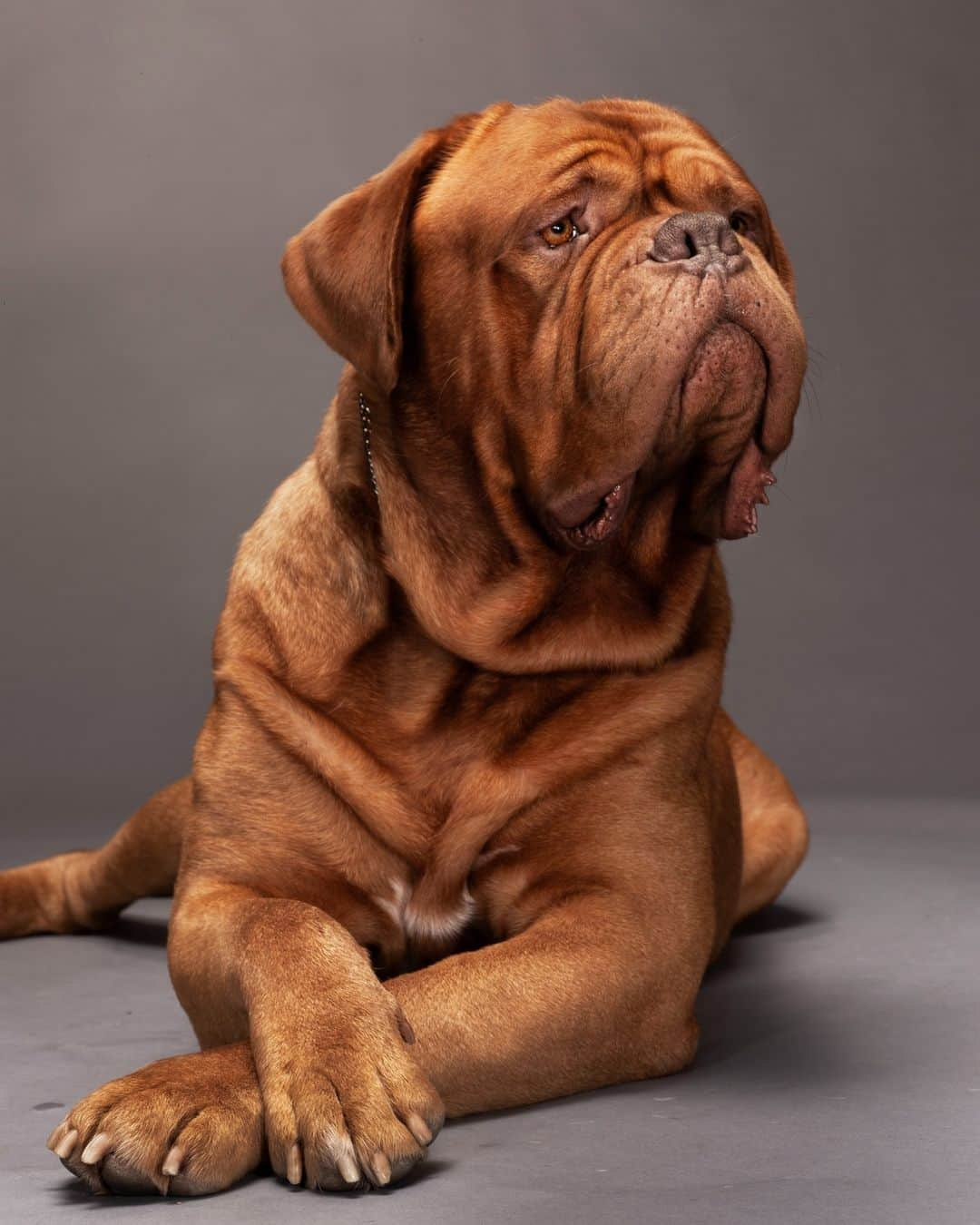 ナショナルジオグラフィックさんのインスタグラム写真 - (ナショナルジオグラフィックInstagram)「Photo by @robertclarkphoto | For a story on the evolution of dog breeds, editor Kurt Mutchler and I decided to set up a photo studio at the Hotel Pennsylvania, across from New York's Madison Square Garden—site of the Westminster Kennel Club Dog Show. The hotel has been used as the "bedroom" for the show for decades.   I approached the portrait sessions with the dogs just as I would with people. A little tilt of the head, a small gesture, or a look in the eye are what makes a picture interesting to me. I was struck by the face and body language of Denzil, a Douge de Bordeaux aka French mastiff, a breed that originated as a war dog and later guarded French hunting estates. Though no longer used as guard dogs, they remain protective of their families and are often seen looking out the window on alert. The dog is now recognized for its face and accompanying slobber—remember the movie Turner & Hooch? For more on the process of selective breeding that has transformed the gray wolf into an almost unlimited number of variations, go to the link in bio. #InternationalDogDay」8月26日 21時00分 - natgeo